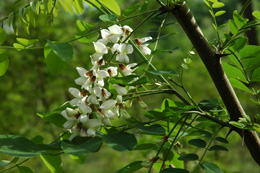 Picture of the locust tree