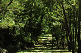 Bosque de la Vaysse