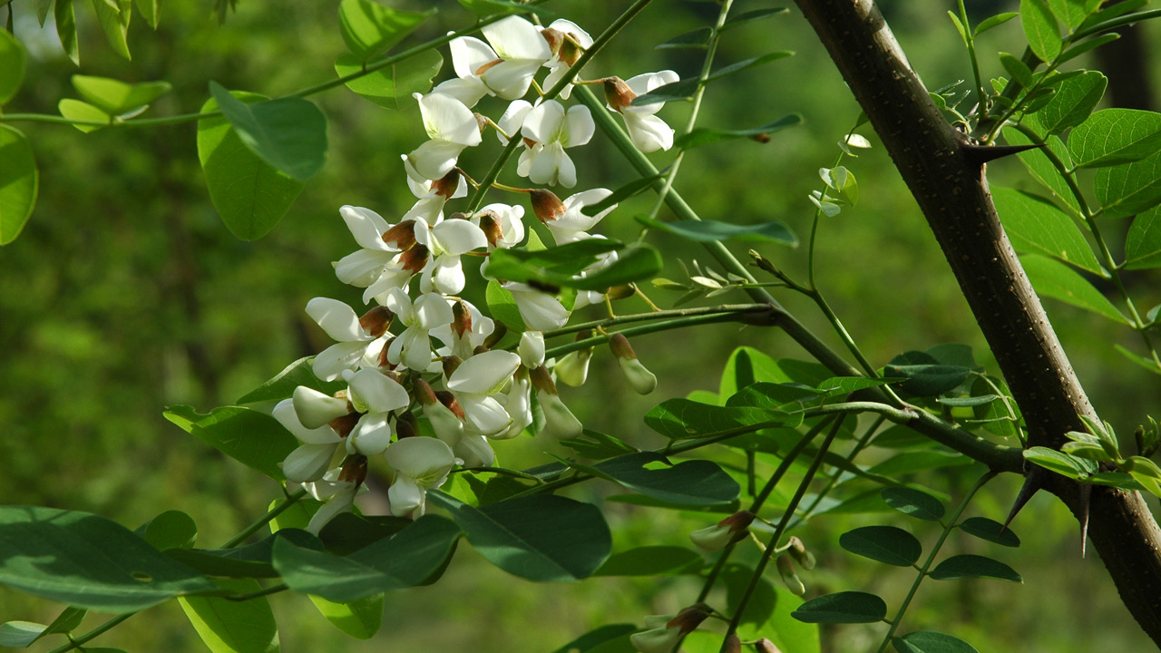 Le robinier (faux acacia), une particularité locale